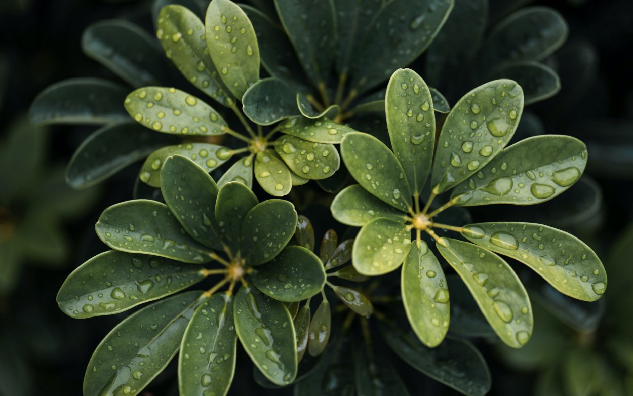 Кактусы на рабочий стол