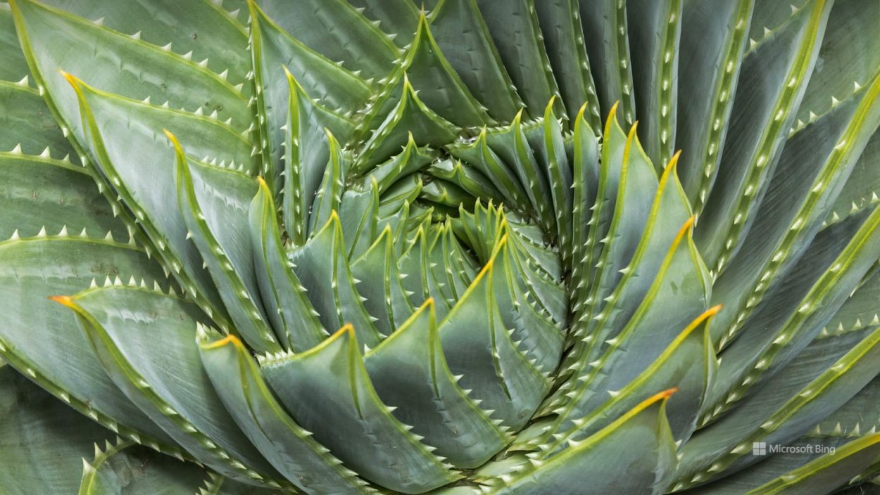 Растения Северной Америки Агава