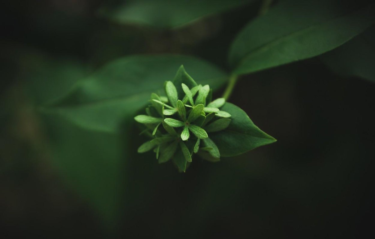 Папоротник Императорский