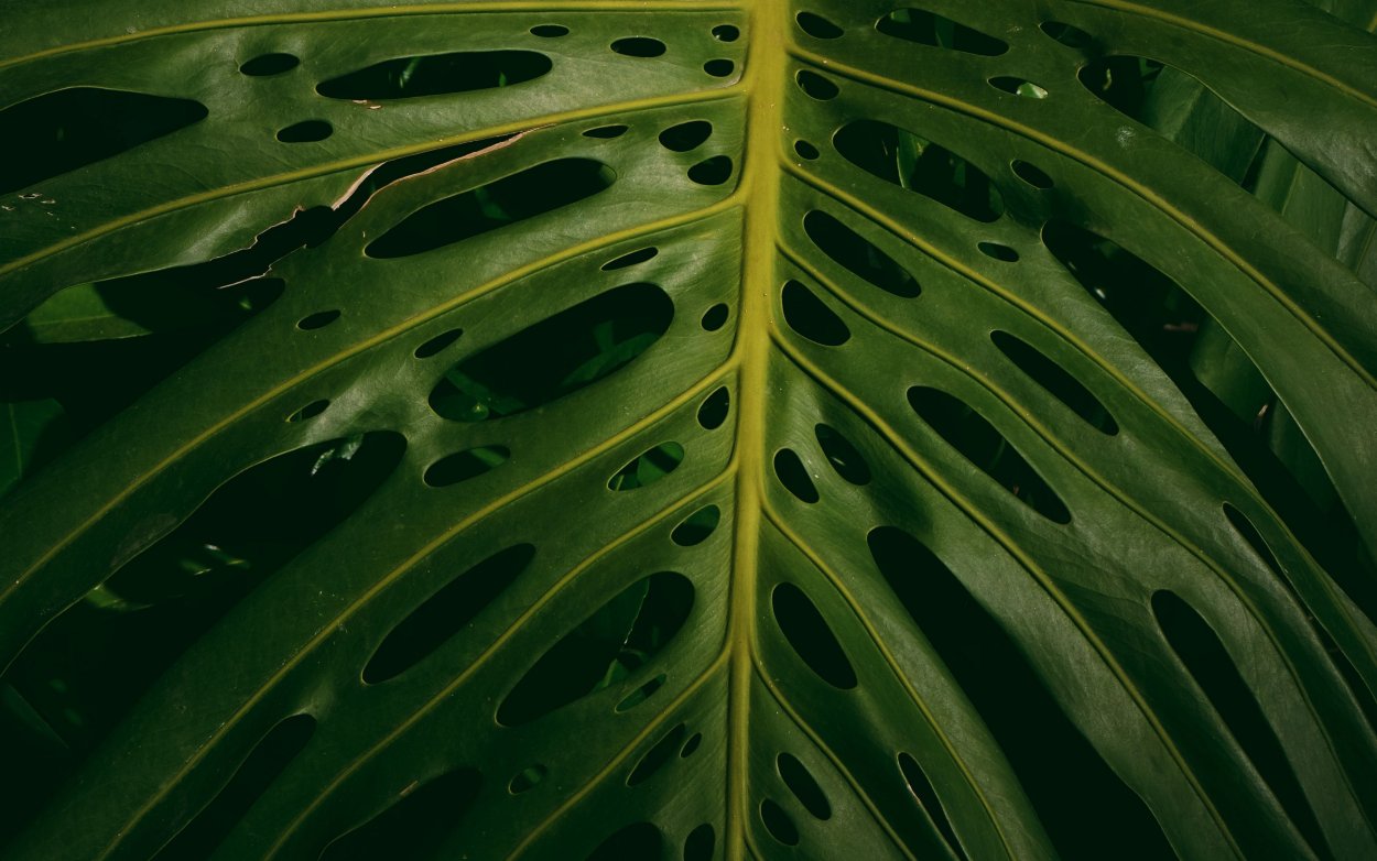 Зеленый мох и папоротник