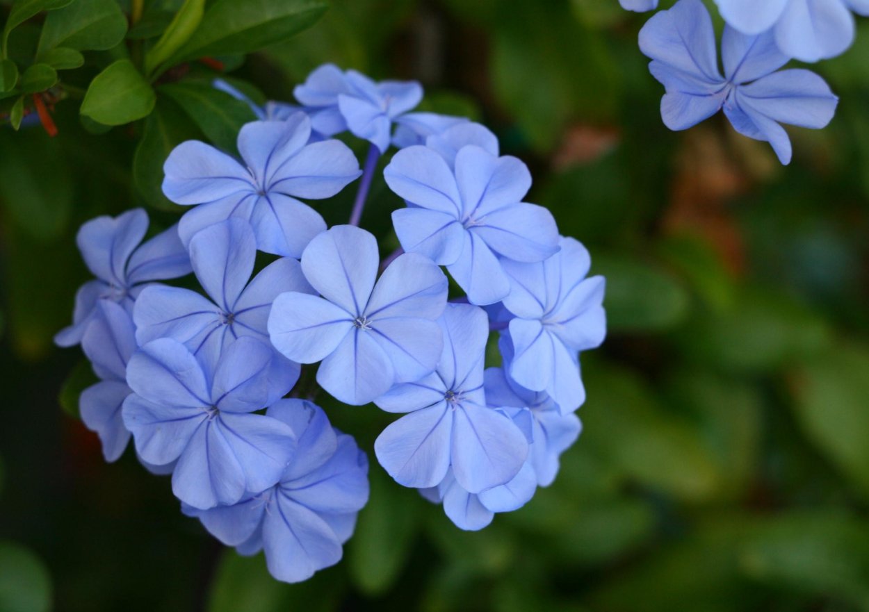 Плюмбаго свинчатка голубая