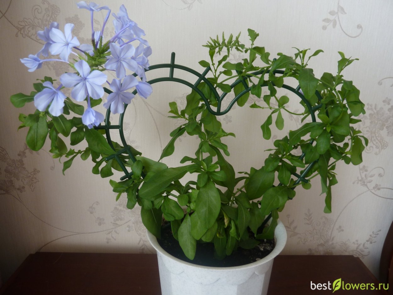 Плюмбаго свинчатка