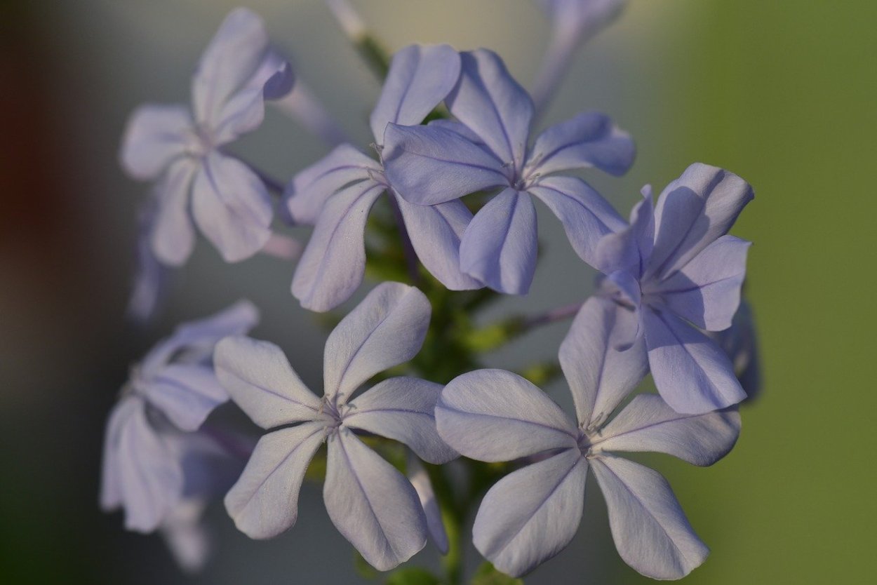 Плюмбаго свинчатка