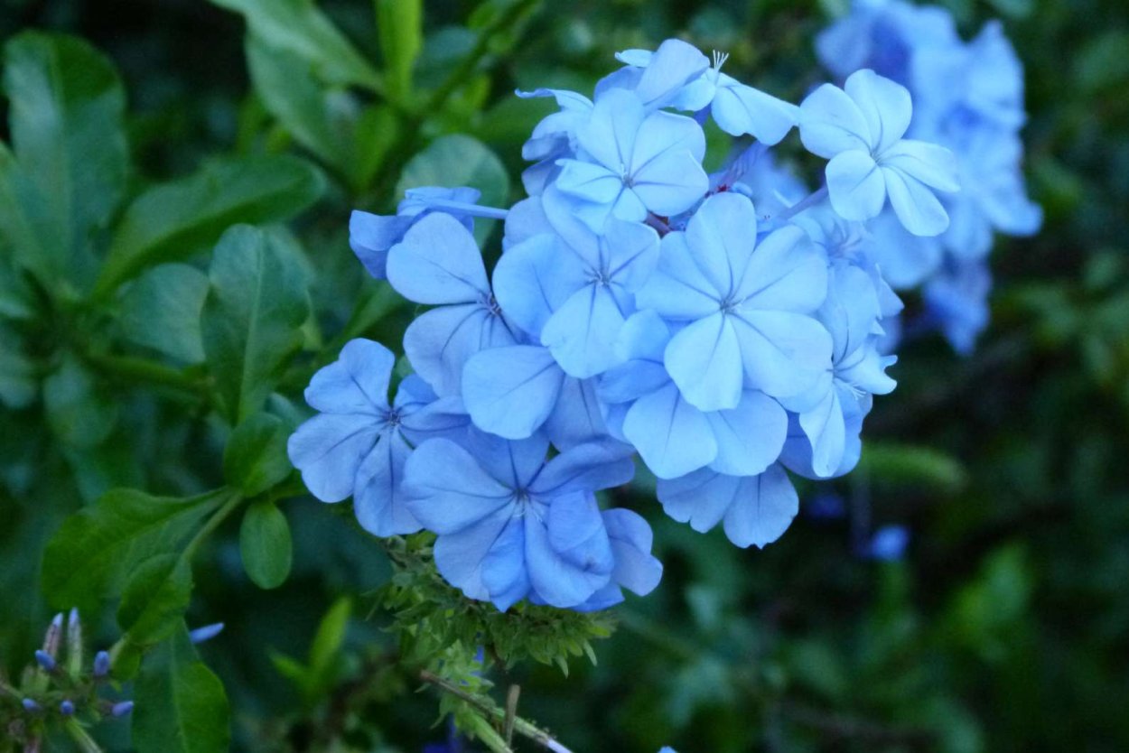 Свинчатка голубая