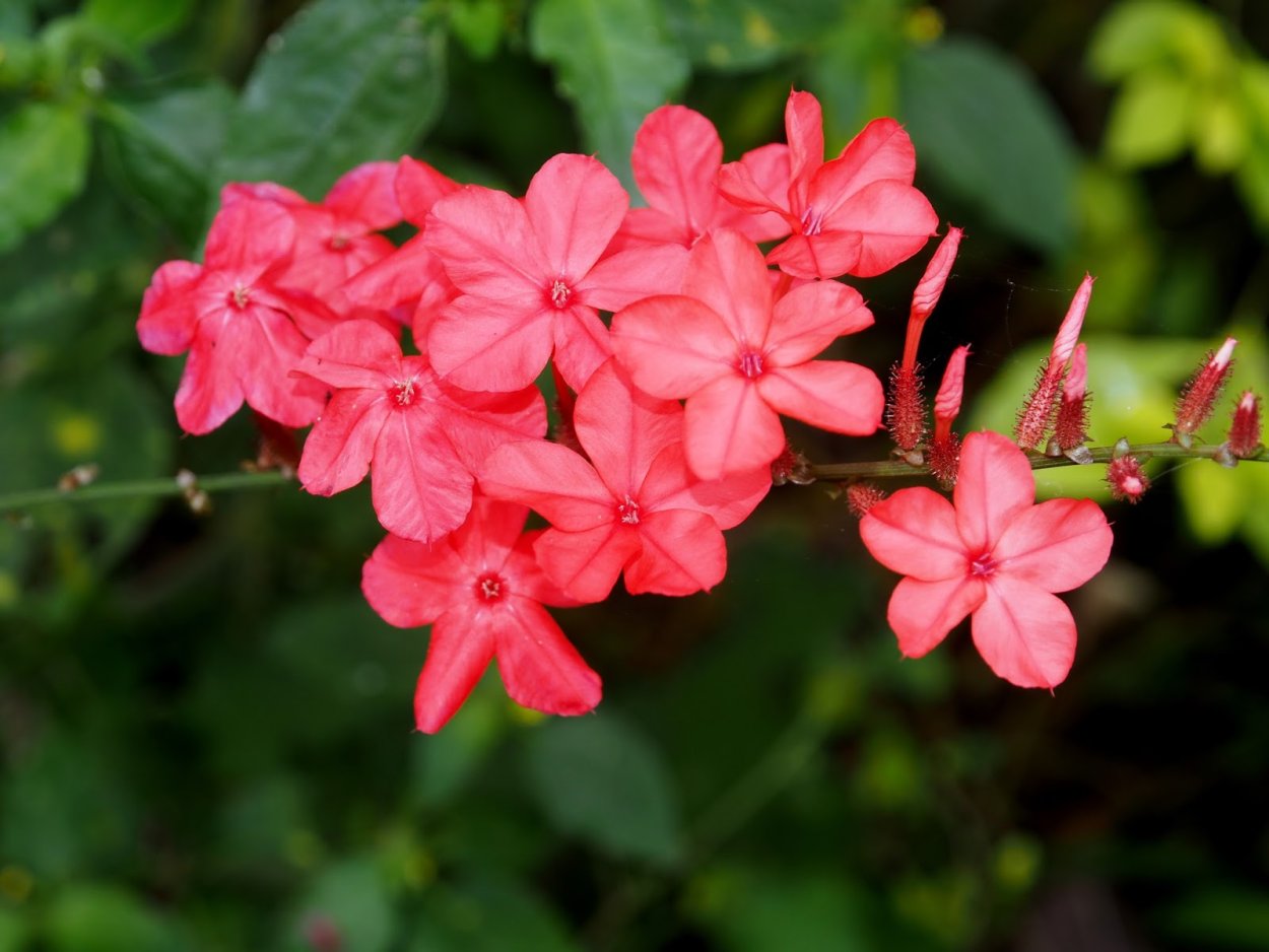 Цератостигма, свинчатка