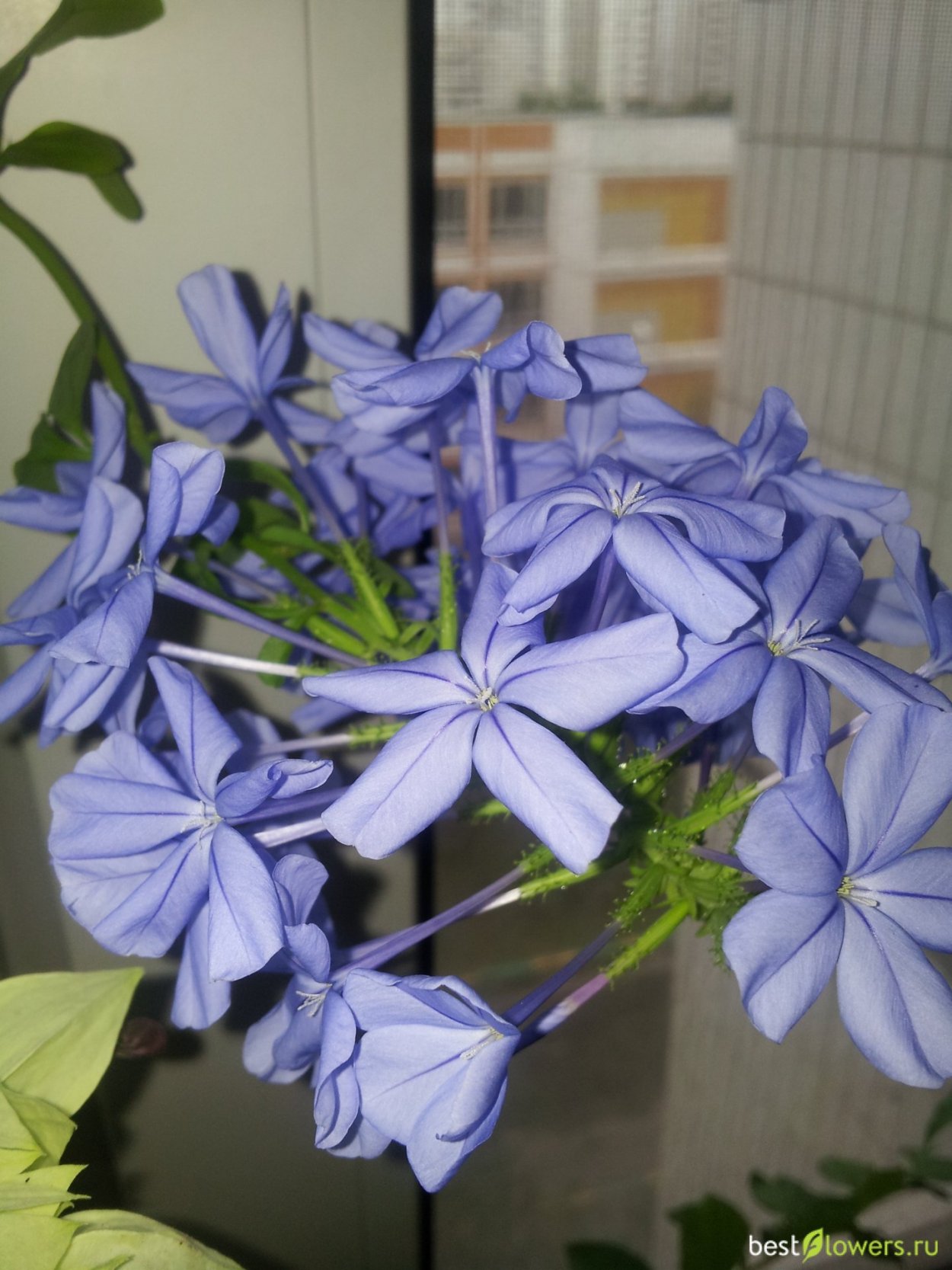 Плюмбаго свинчатка