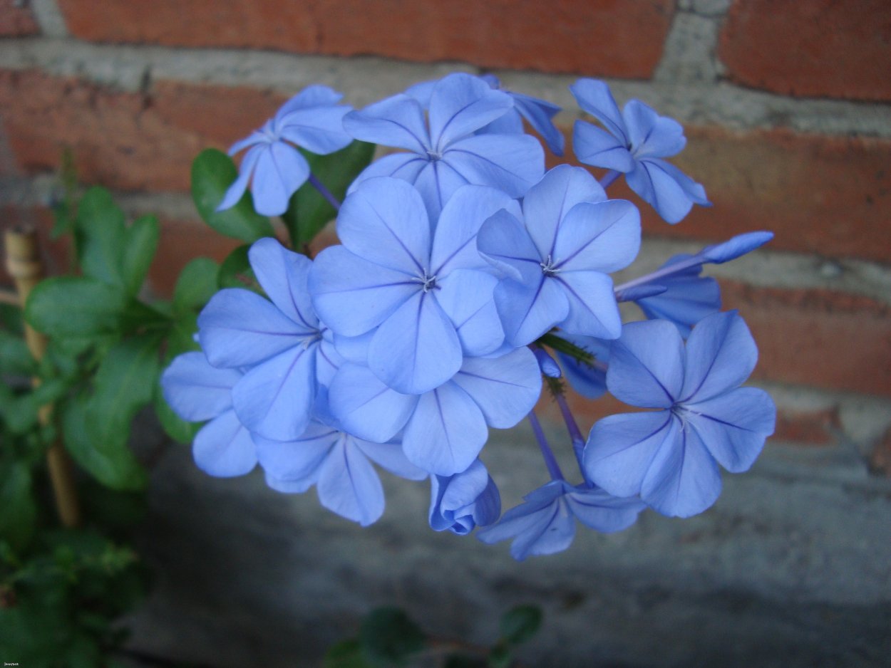 Плюмбаго цветок ботаника