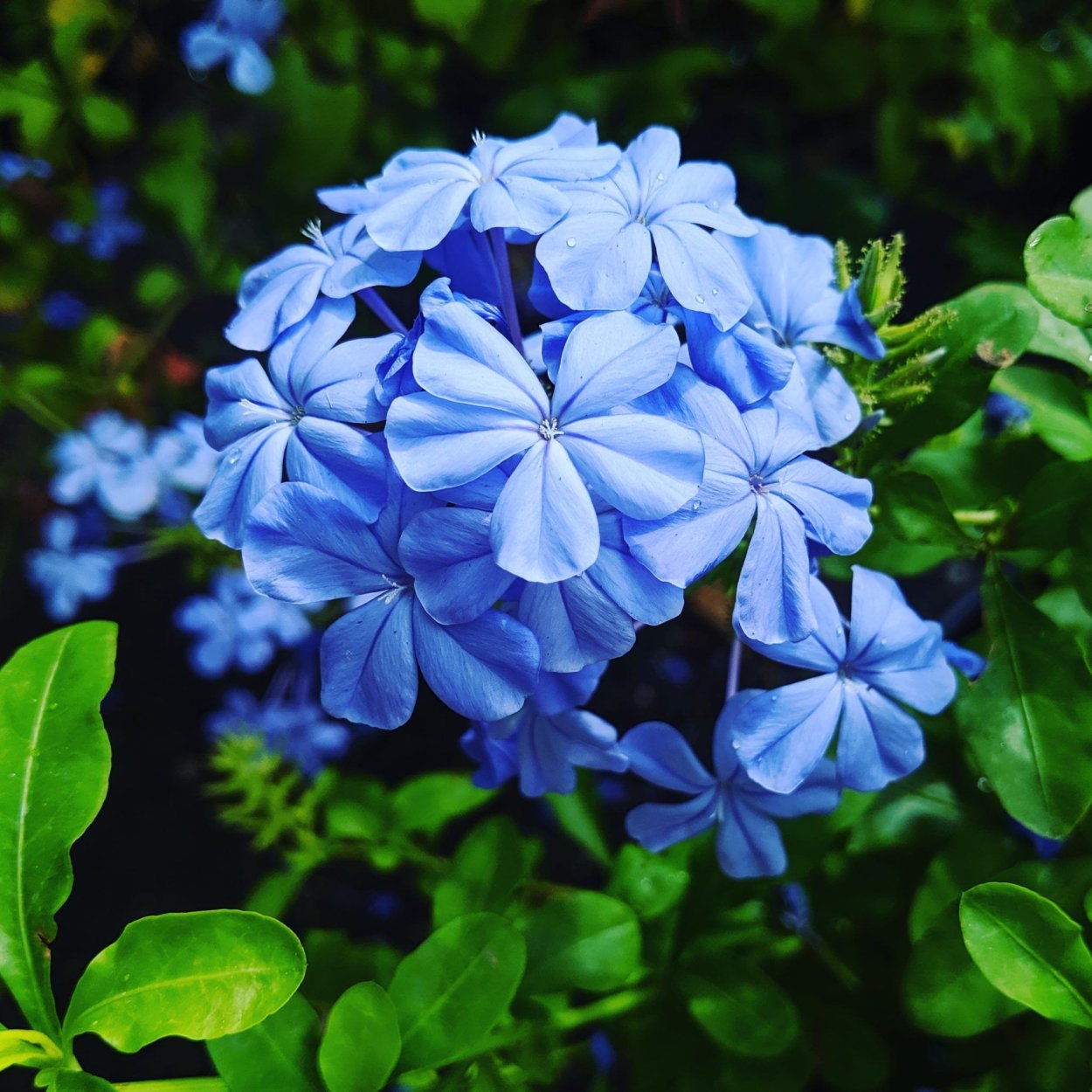 Плюмбаго голубая цветок