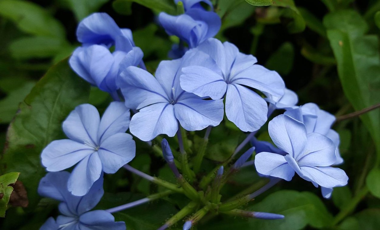 Свинчатка Plumbago auriculata