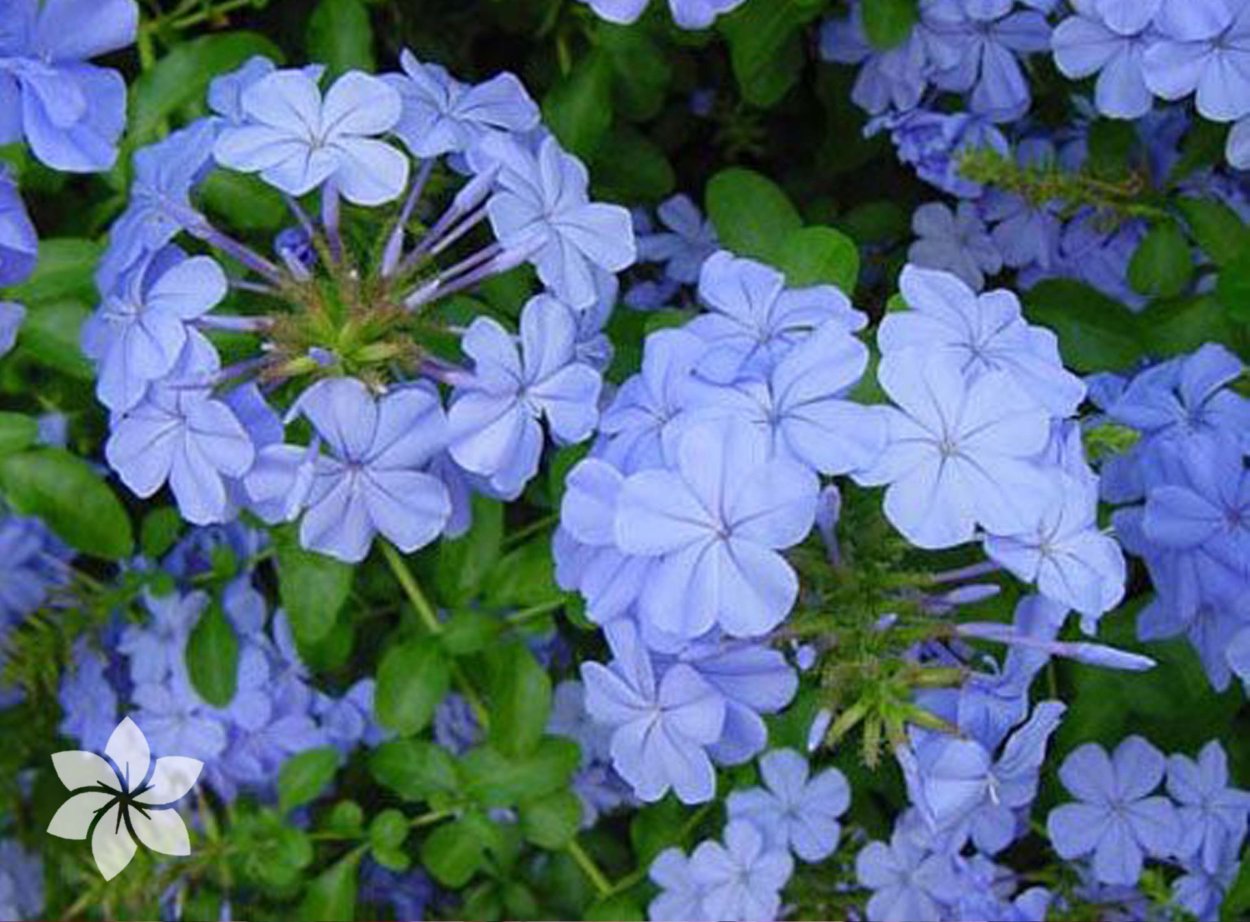 Свинчатки "голубой Жасмин"