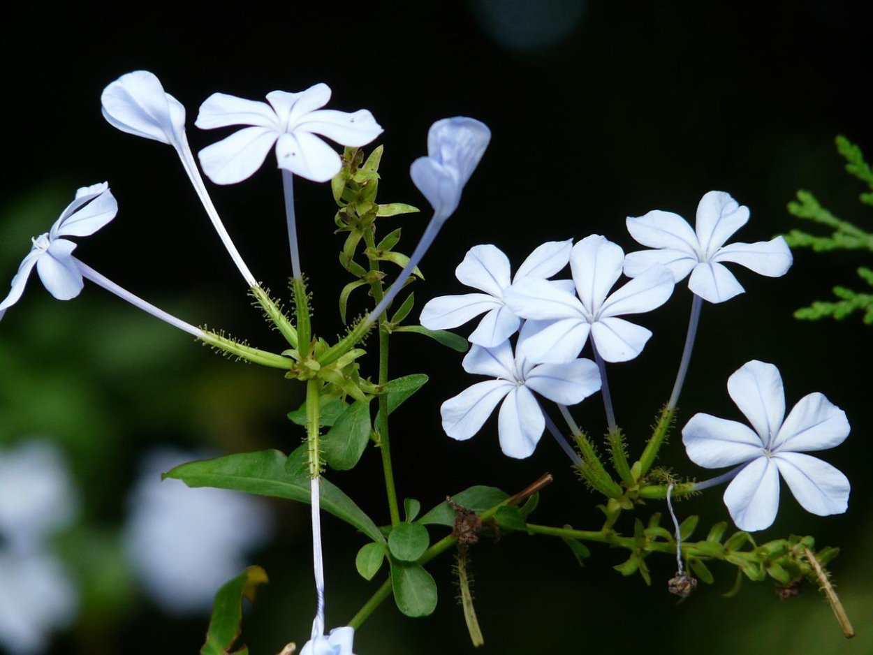 Свинчатка голубая плюмбаго куст