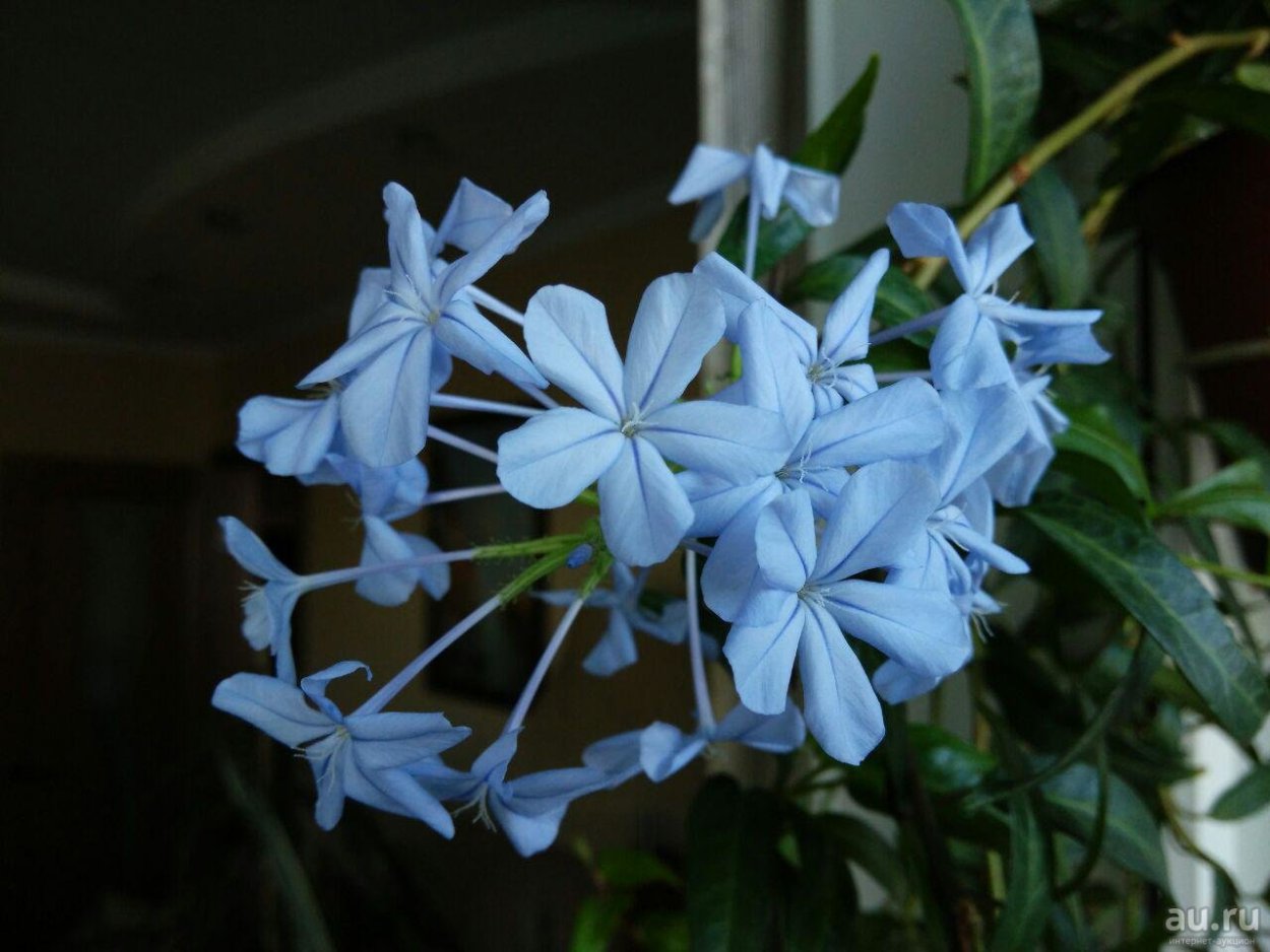 Флокс Botanical