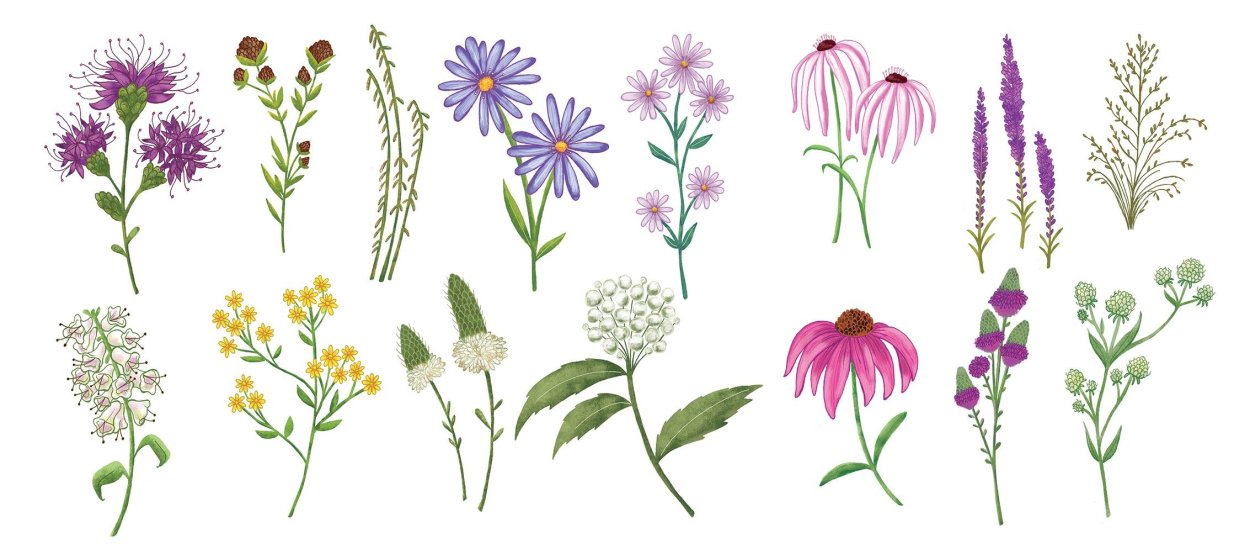 Полевые цветы для детей