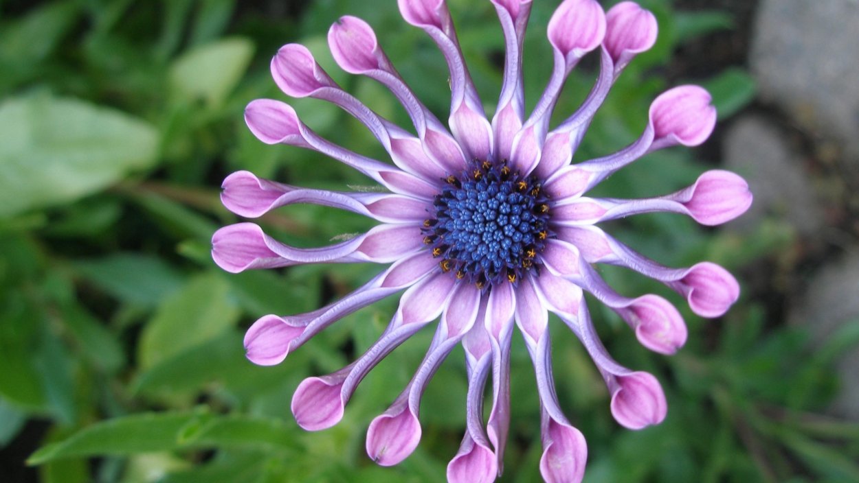 Маргаритка Африканская остеоспермум