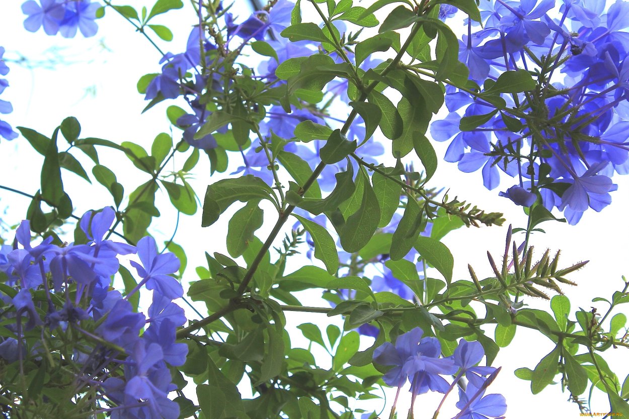 Плюмбаго свинчатка голубая