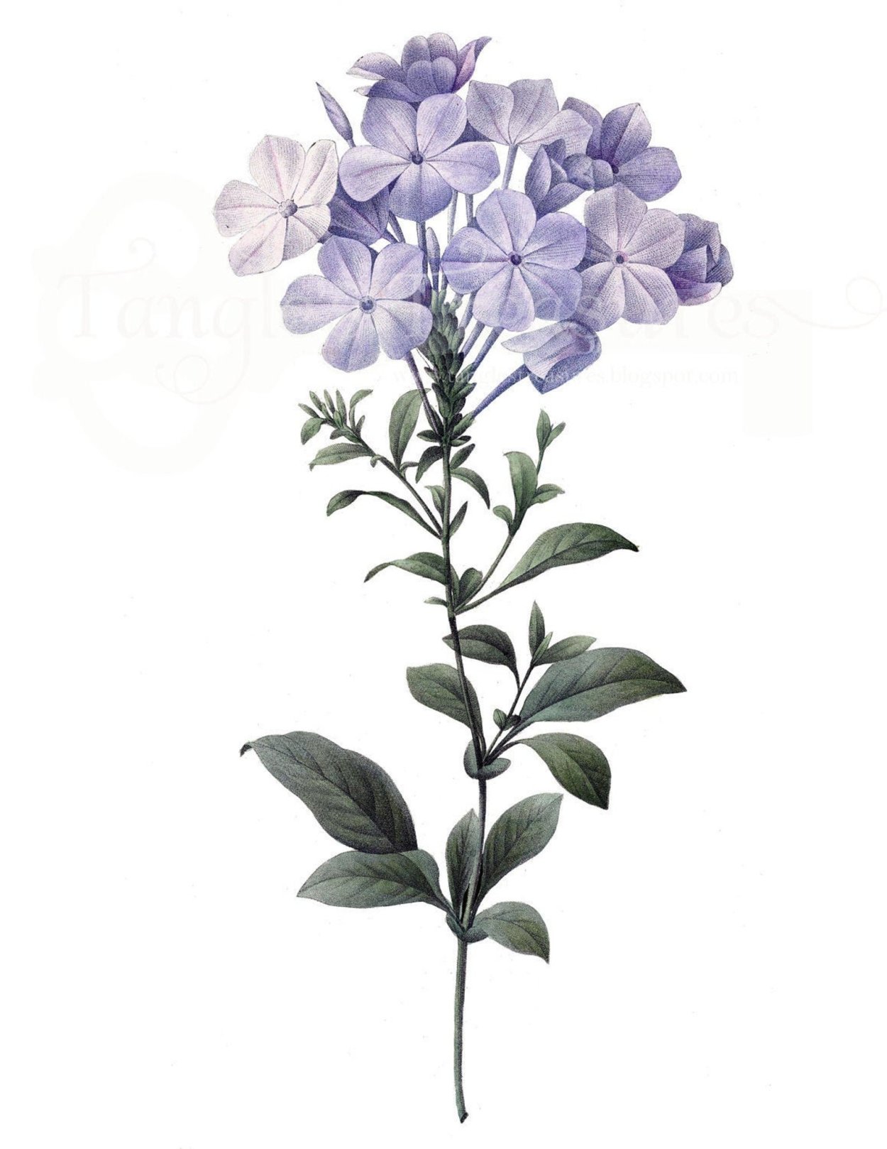 Плюмбаго цветок комнатный штамб