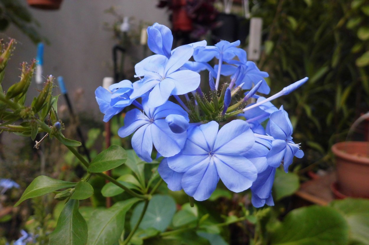 Плюмбаго свинчатка