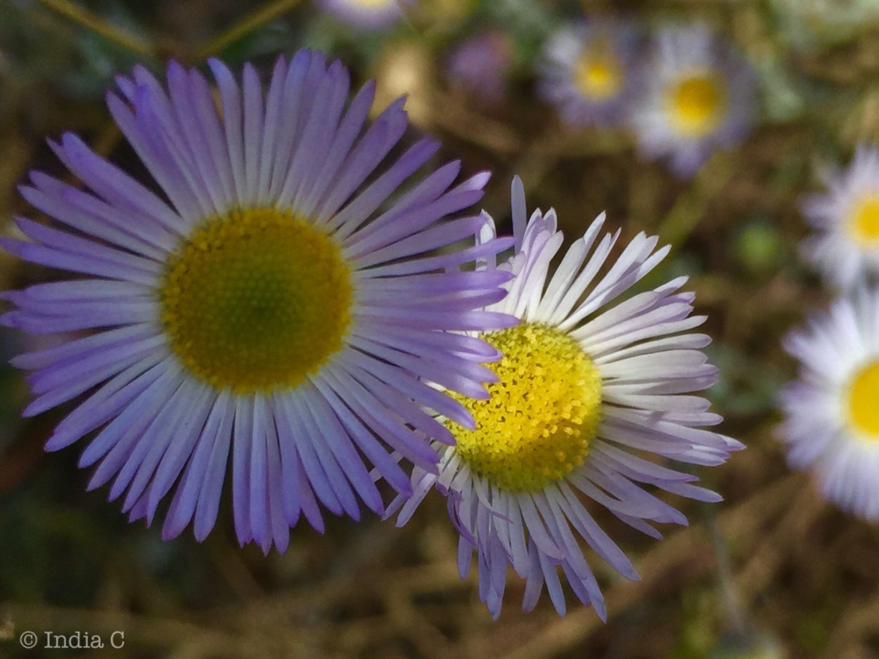 Asteraceae растение