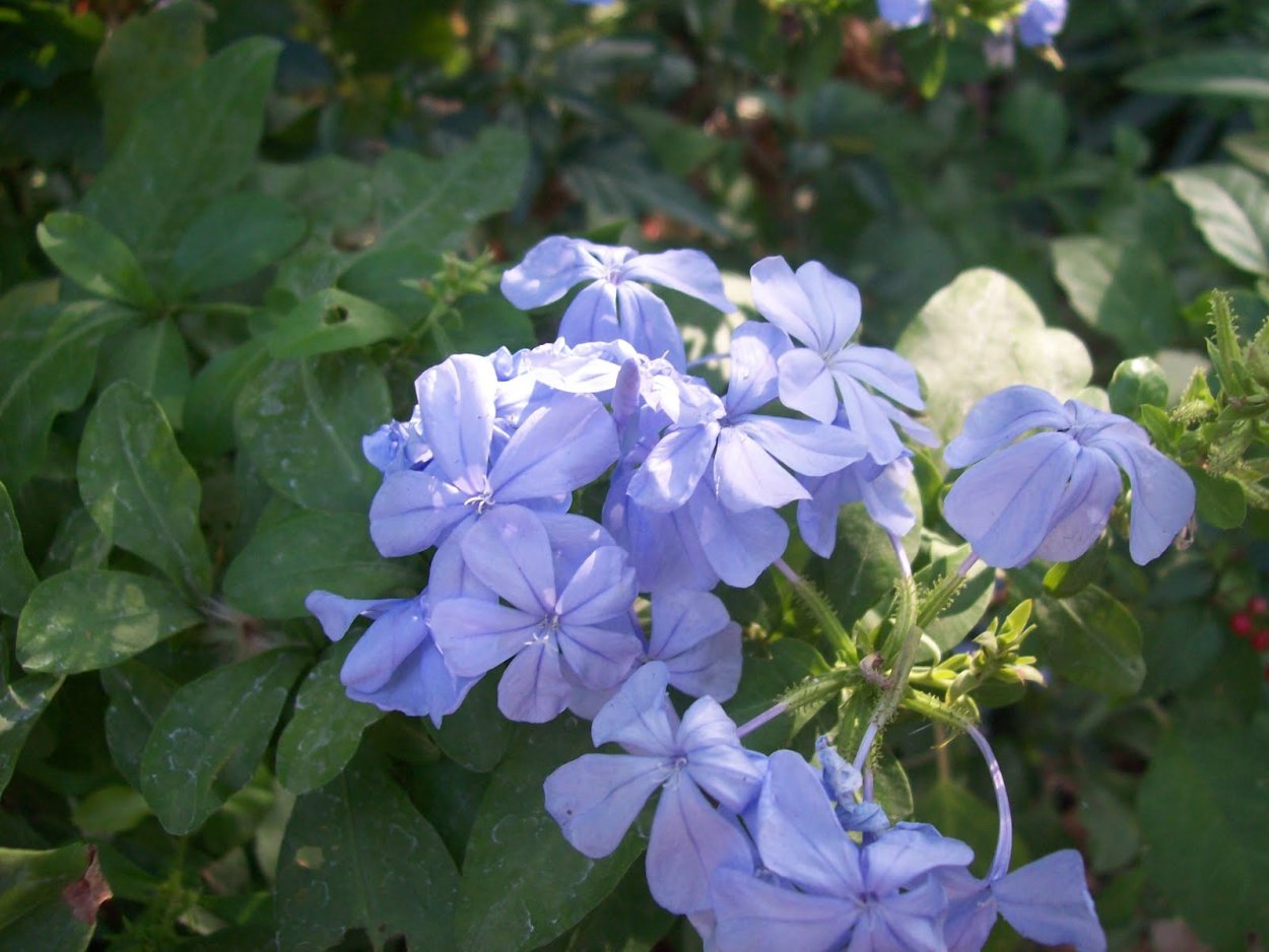 Свинчатка плюмбаго розовая