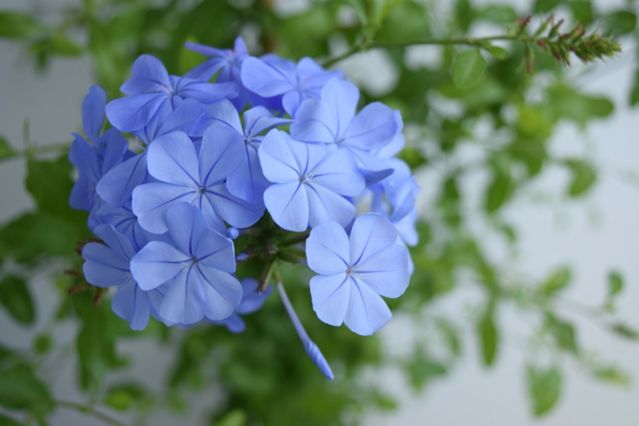 Плюмбаго Капская