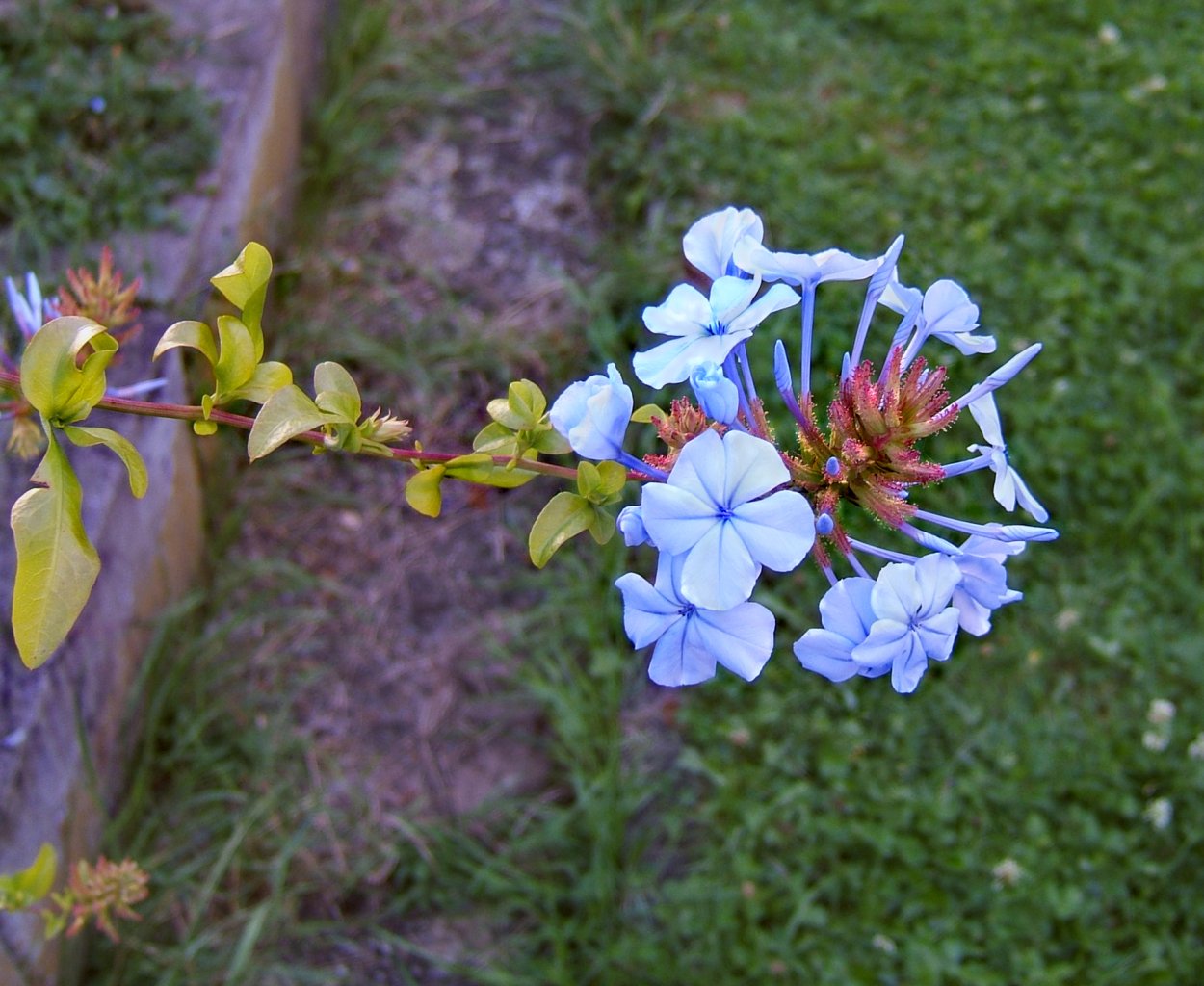 Свинчатка плюмбаго розовая