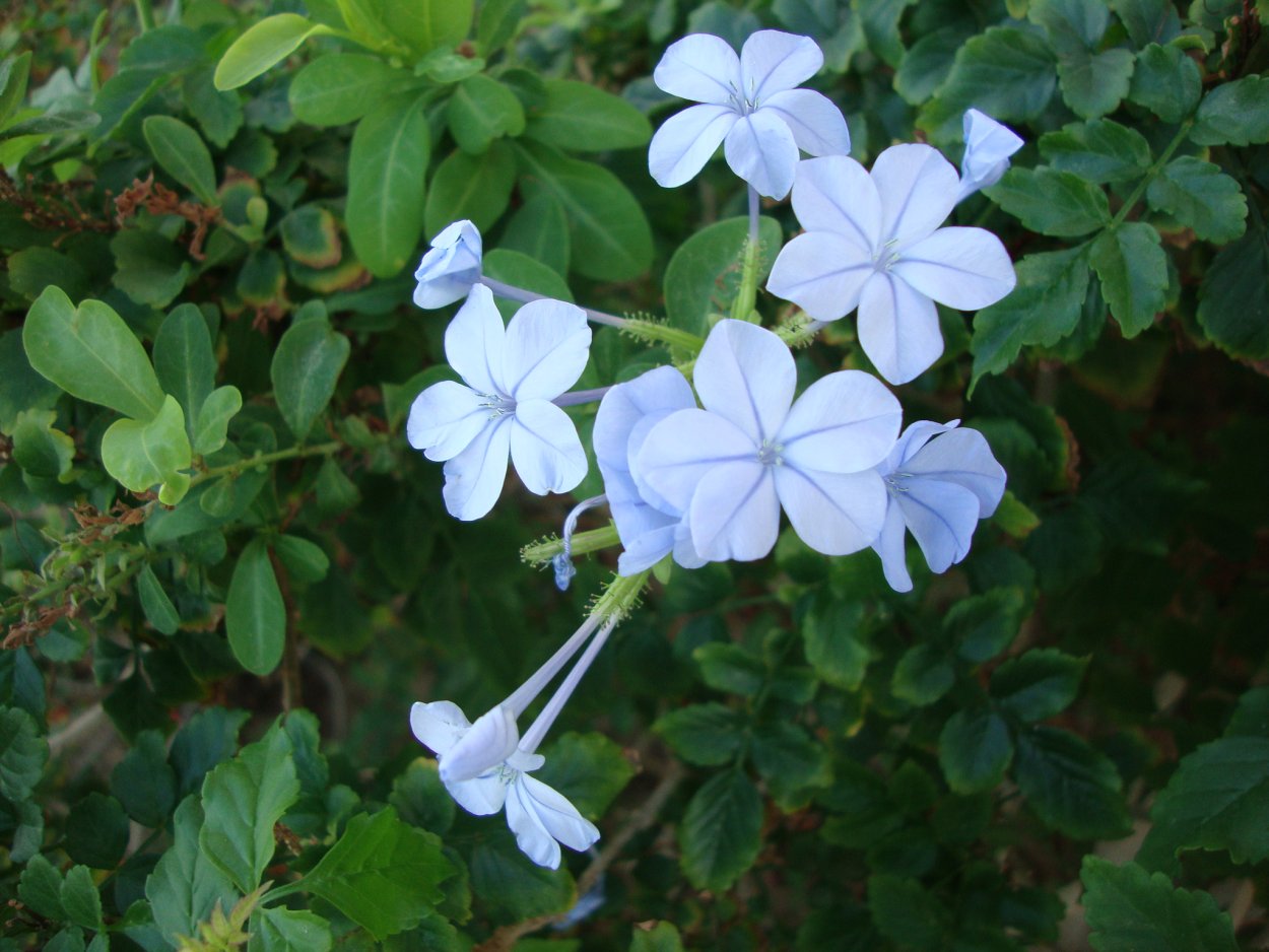 Свинчатка цветок