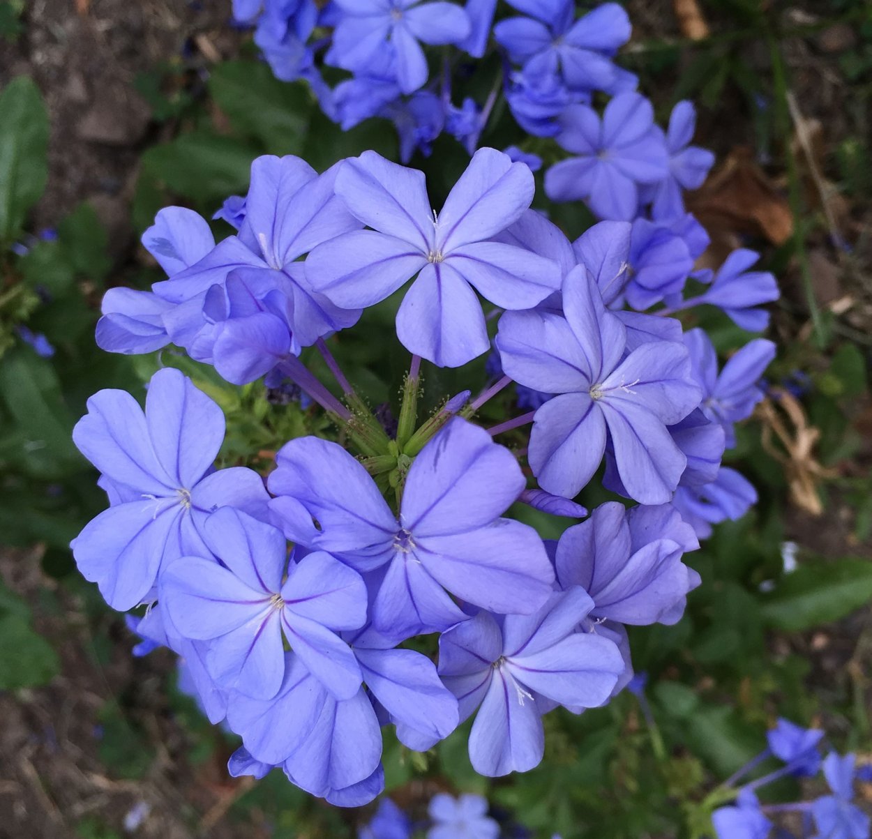 Свинчатка винтажный