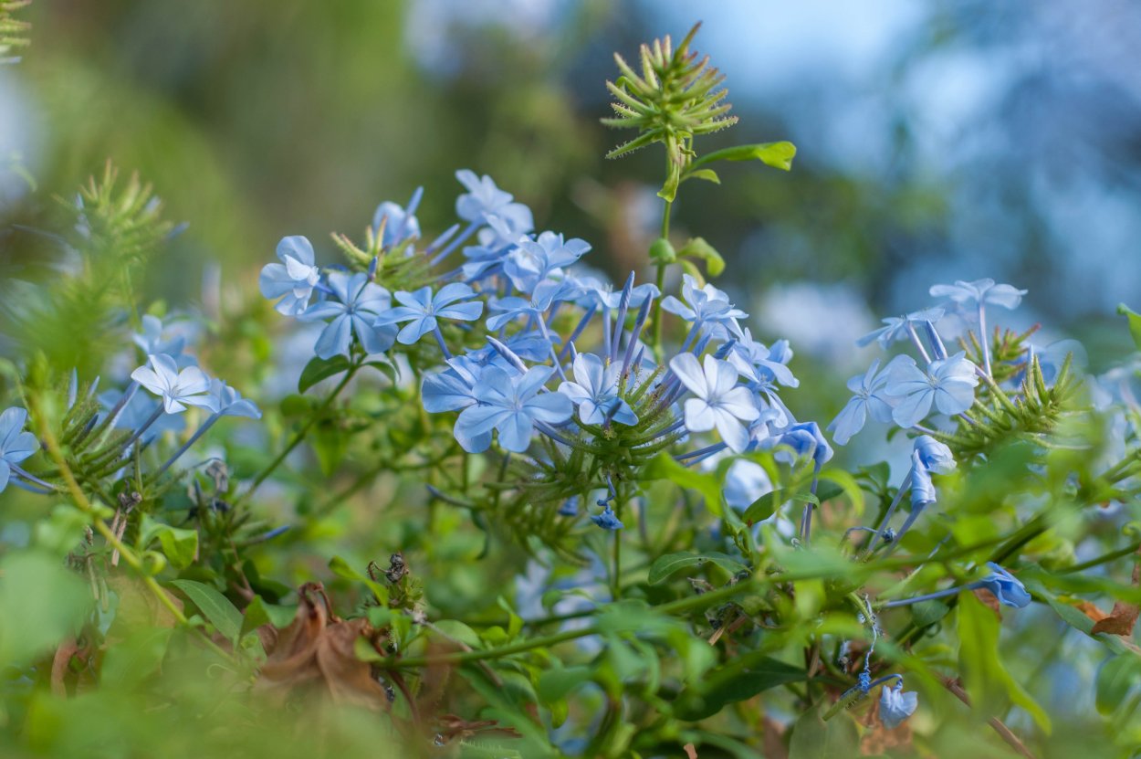 Плюмбаго свинчатка