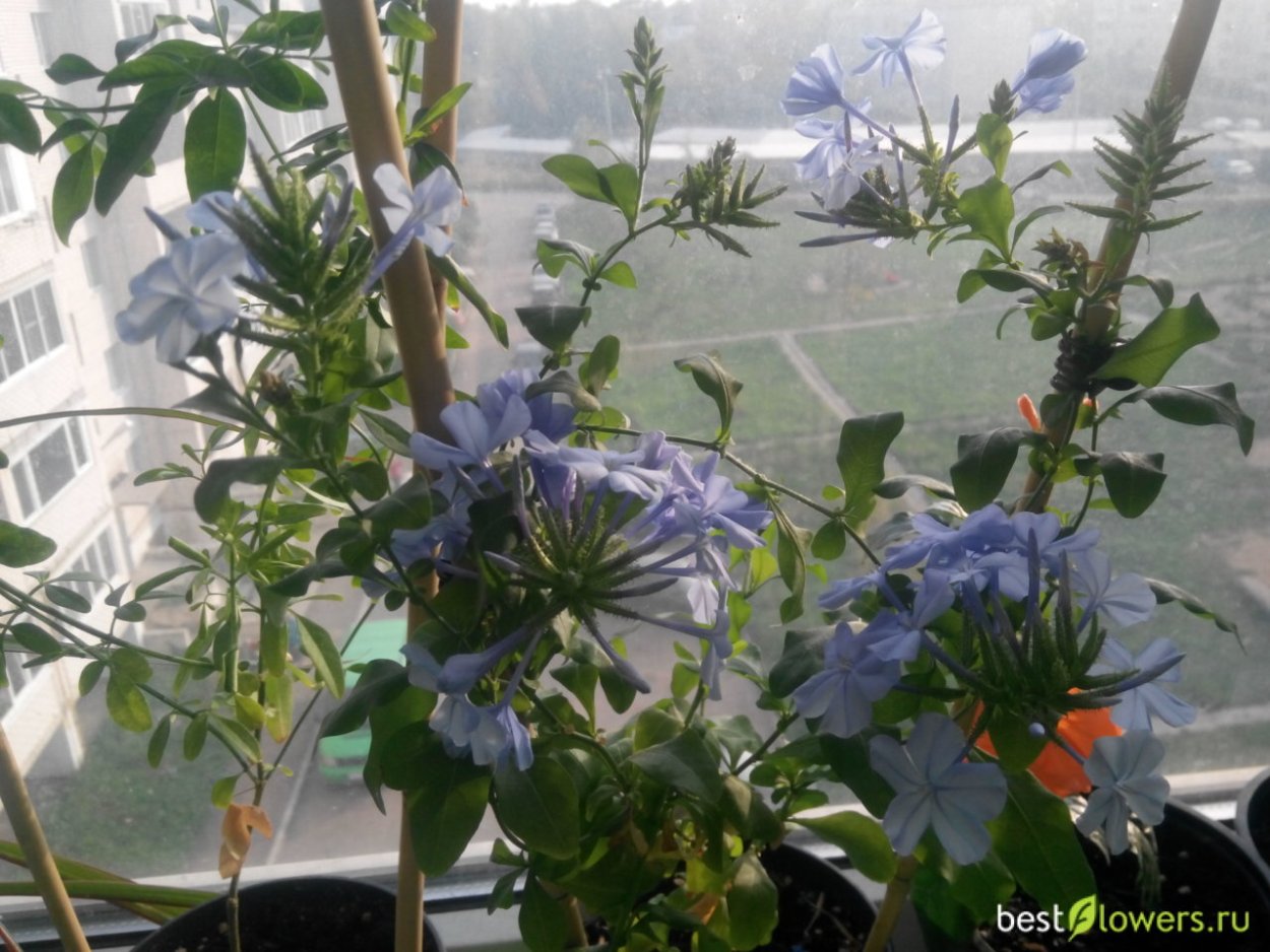 Свинчатка Капская