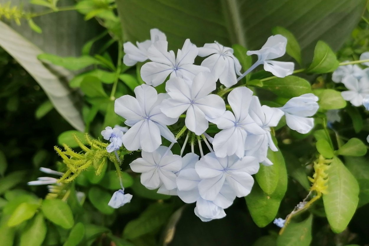 Свинчатка европейская