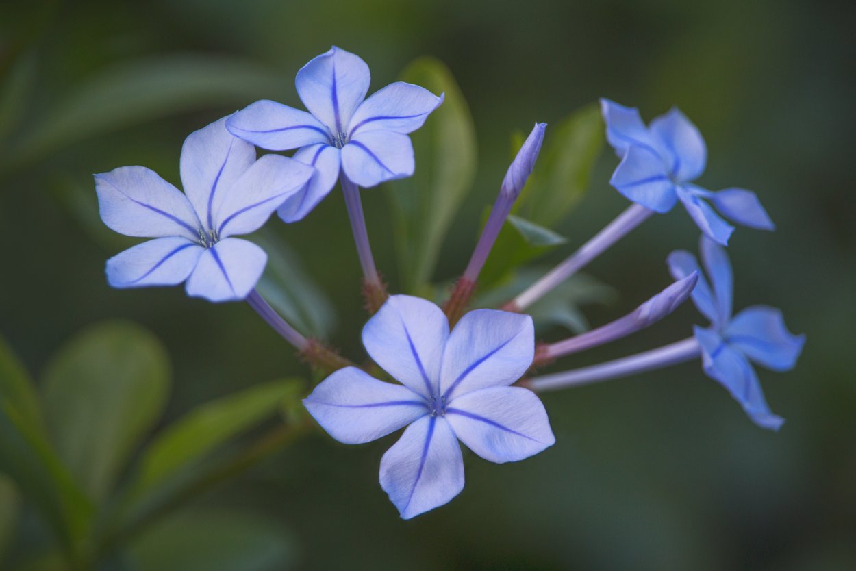 Plumbago auriculata