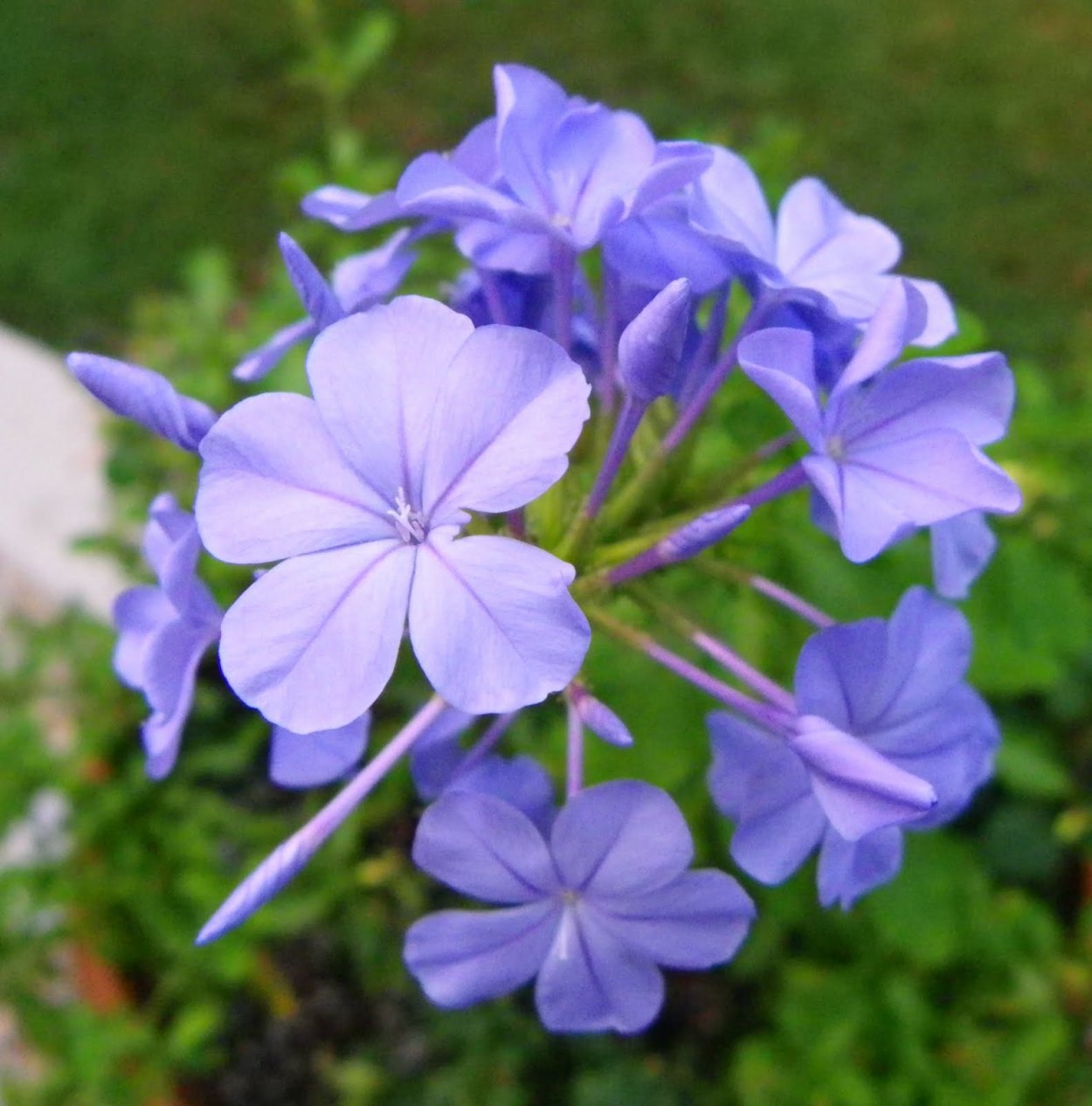 Представители семейства Свинчатковые