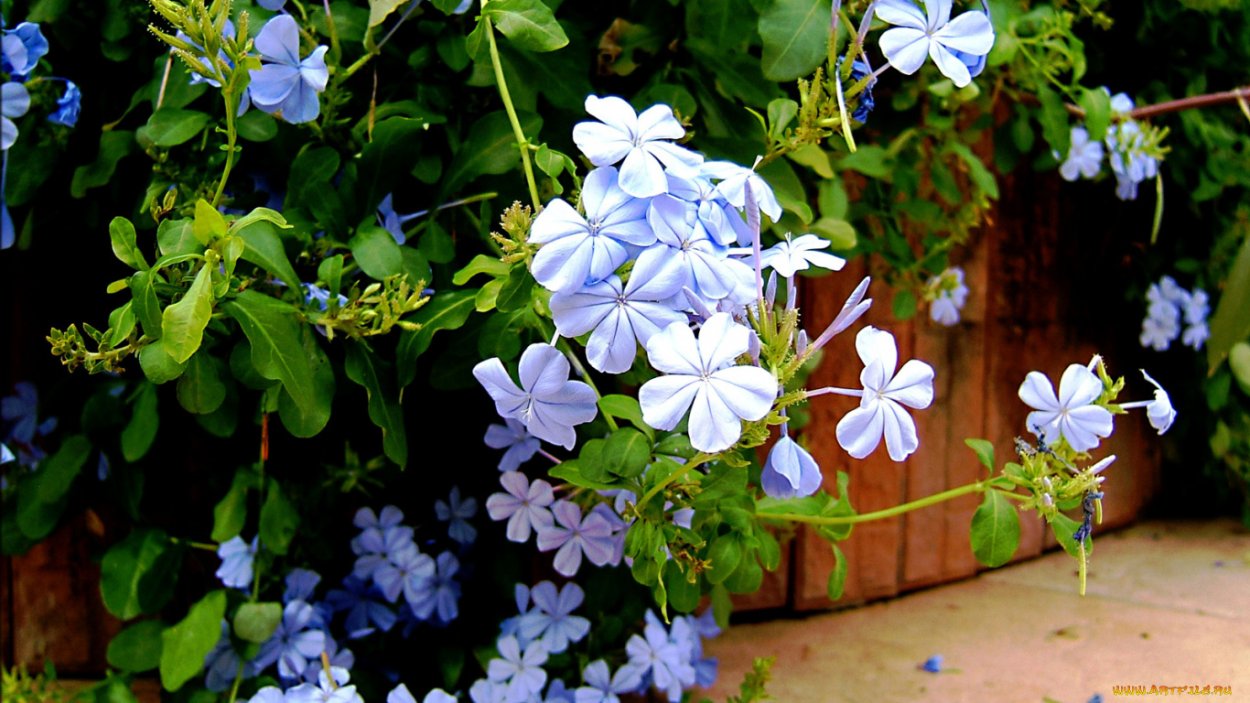 Свинчатка голубая