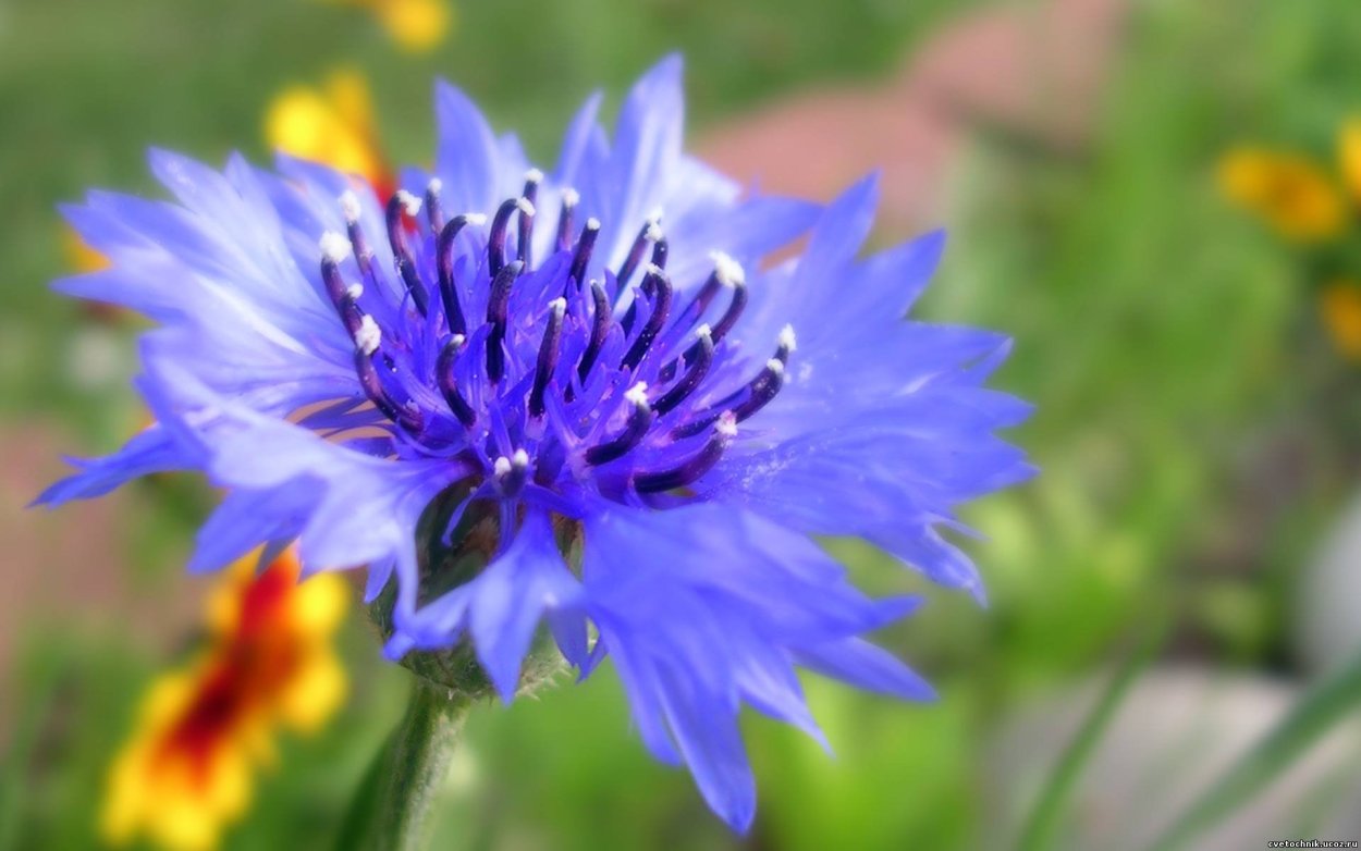Василек полевой Centaurea cyanus