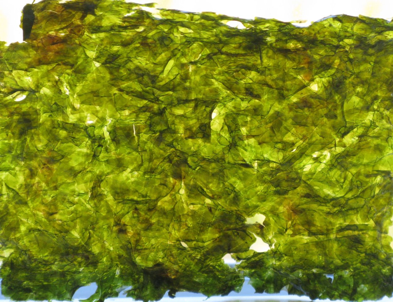 Водоросли нори