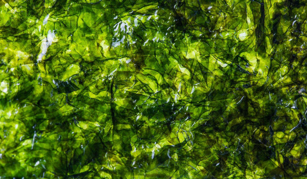 Водоросли текстура