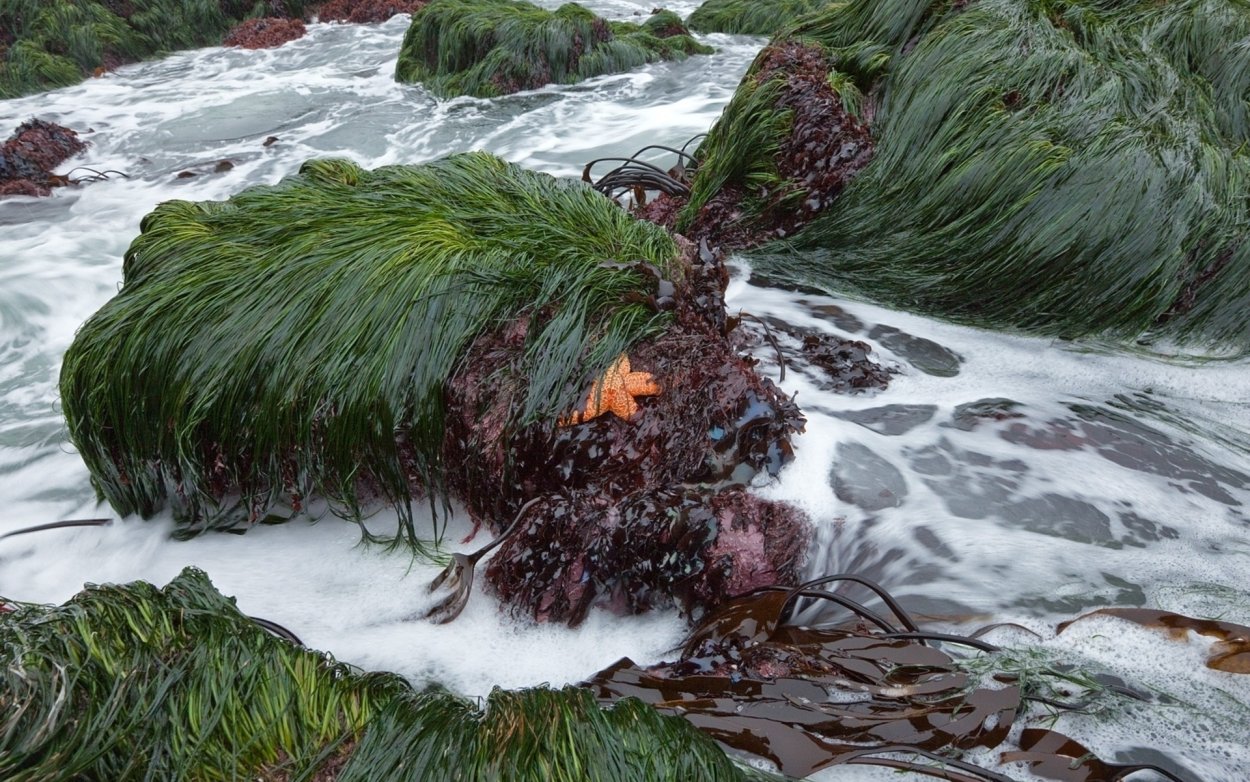 Испорченный нори