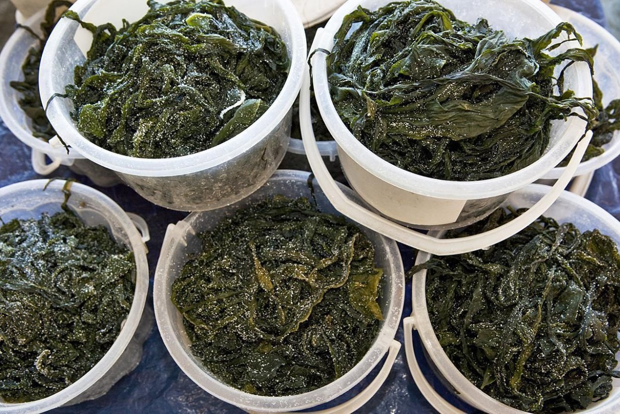 Аэрофитон водоросли