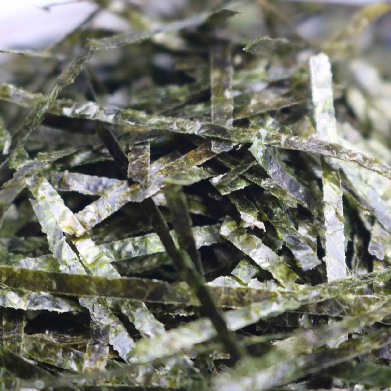 Красные водоросли анфельция