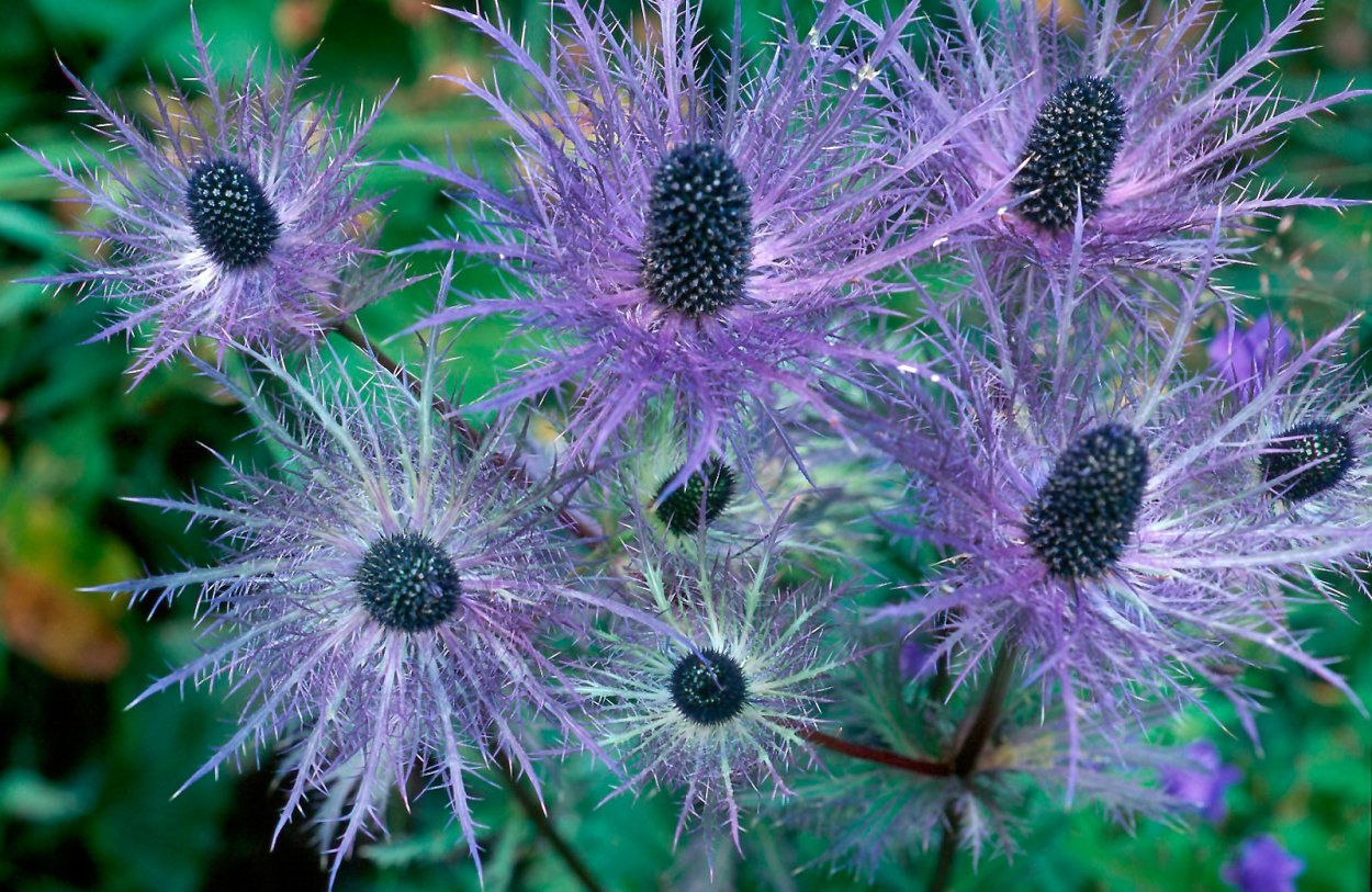 Синеголовник (Eryngium)
