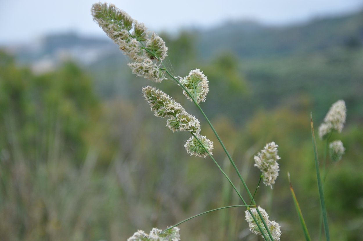 Ежа сборная (Dactylis glomerata)