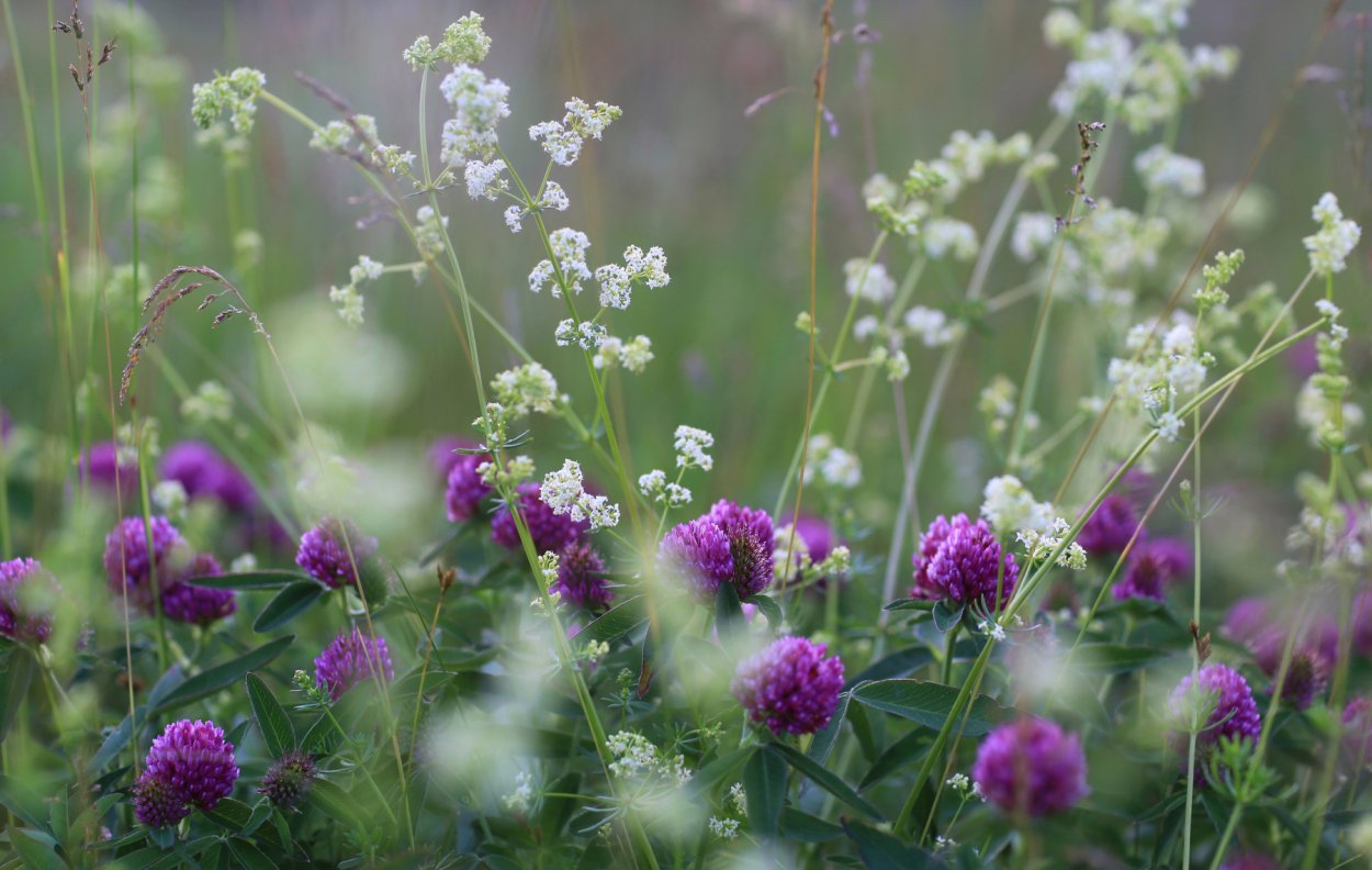 Полевые цветы