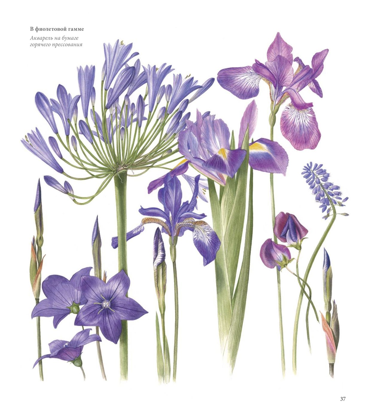 Билли Шоуэлл Ботанические портреты