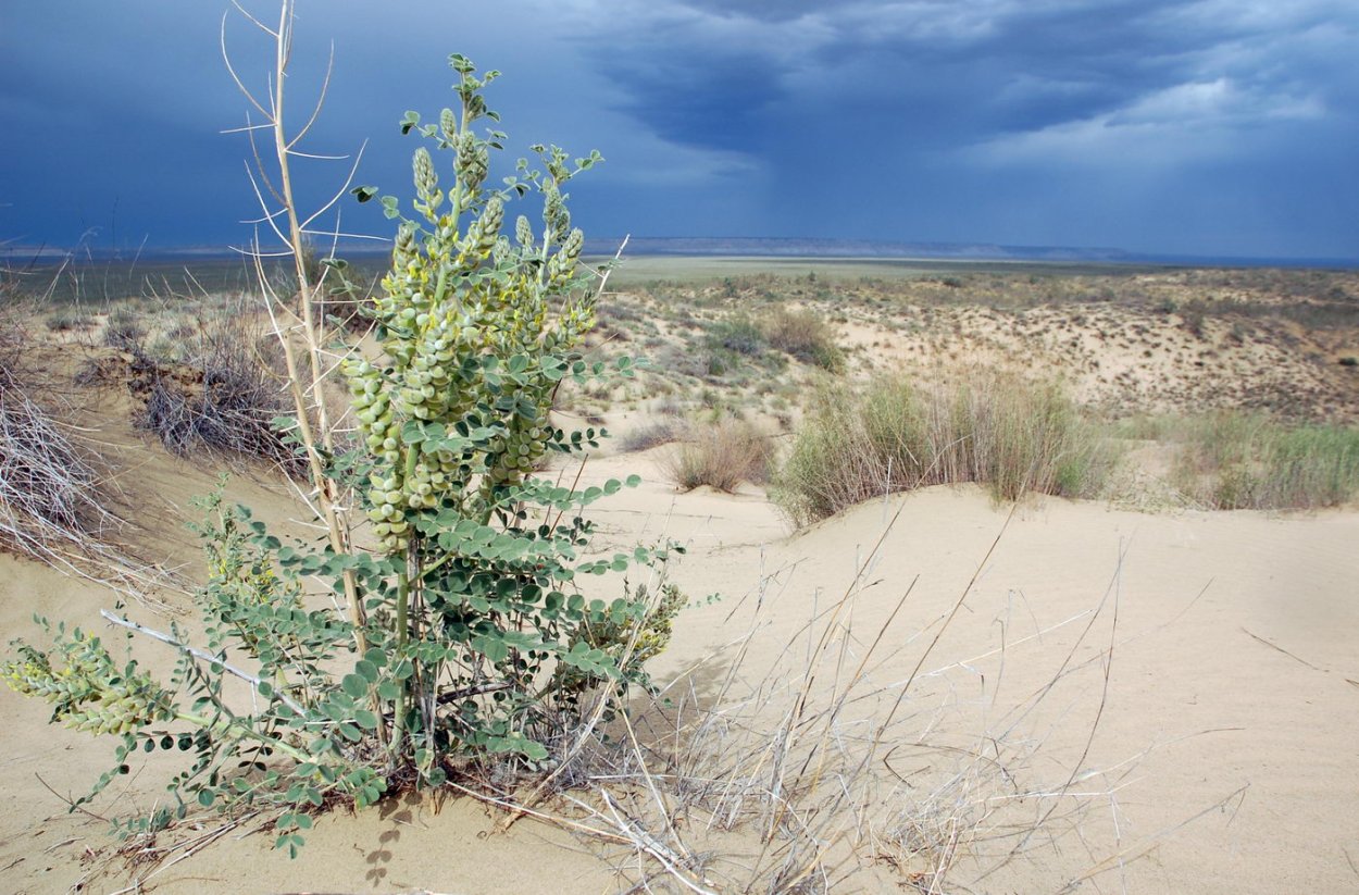 Джузгун (Кандым)