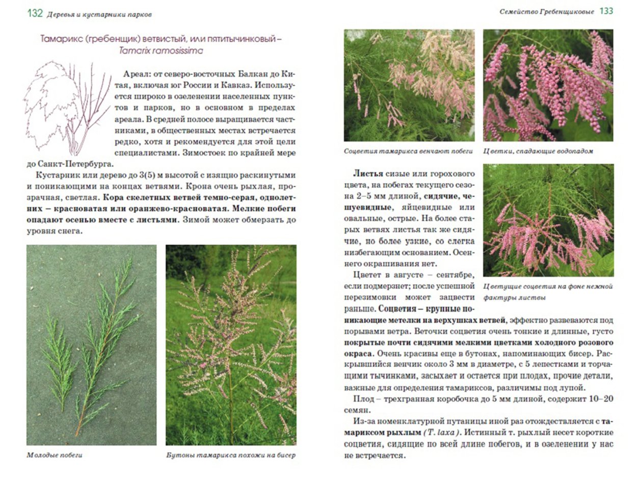 Кустарники атлас определитель