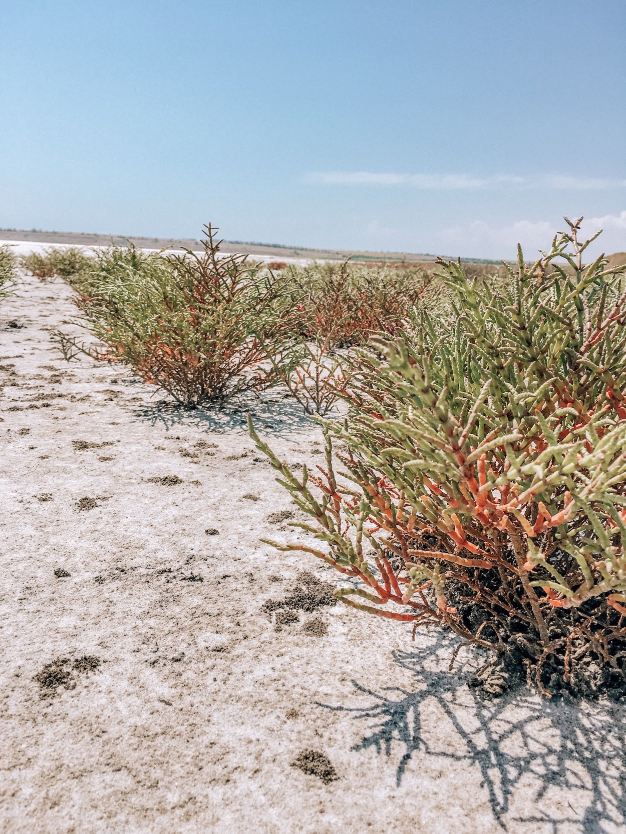 Солончак растение