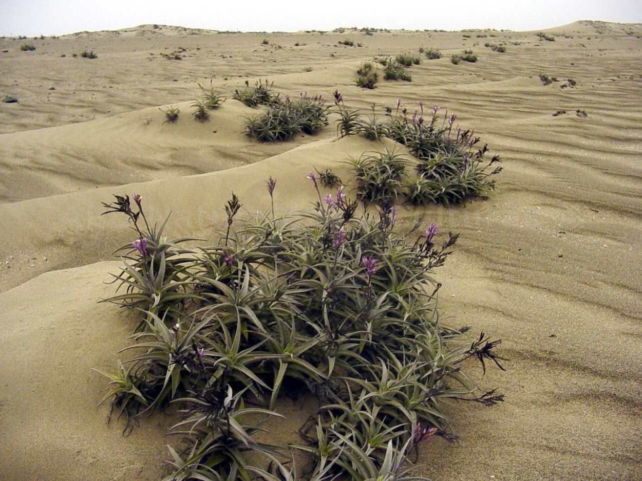 Джузгун плоды