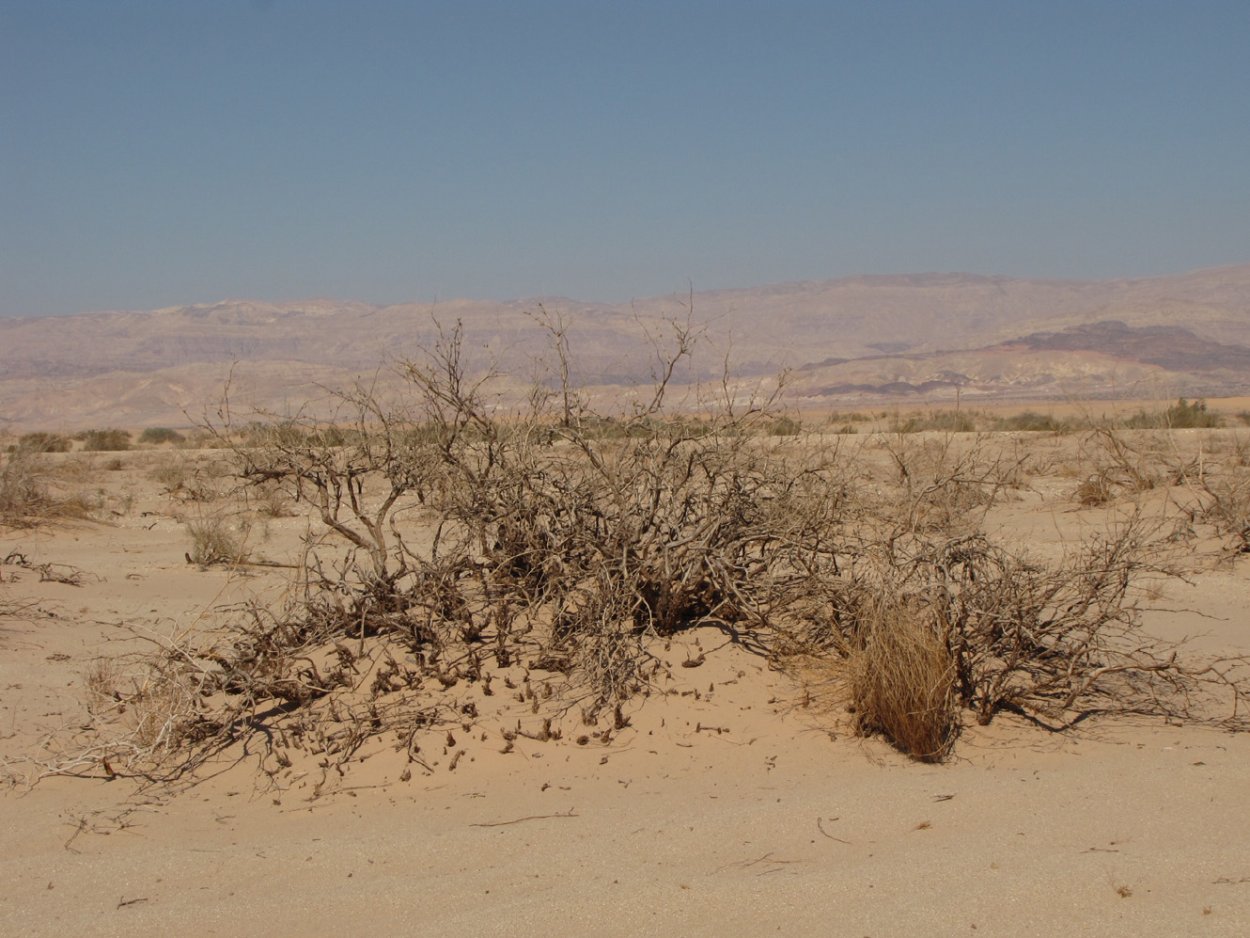 Джузгун древовидный