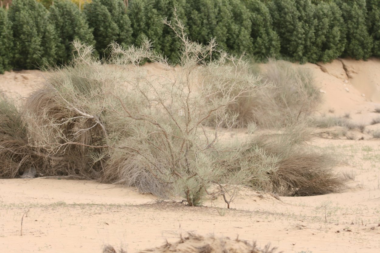 Колосняк, солянка, джузгун.