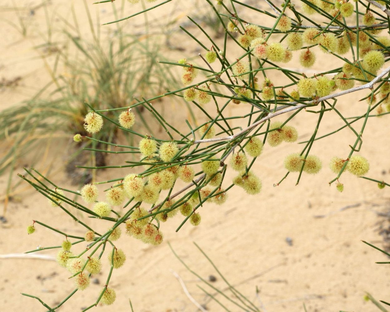 Джузгун (Кандым)